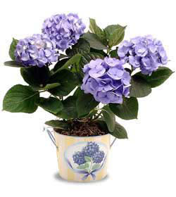  K�z�lay �i�ek g�nderme sitemiz g�venlidir  Hydrangea Plant ortanca
