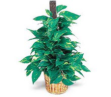  Ankara K�z�lay �i�ek yolla  Golden Pothos ithal saksi