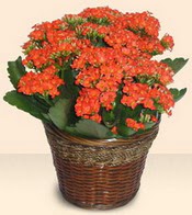  Ankara K�z�lay �i�ek�i telefonlar�  Large Kalanchoe in Basket