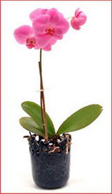  K�z�lay �i�ek sat���  Phalaenopsis Orchid Plant