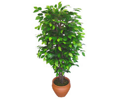 Ficus Benjamin 1,50 cm   K�z�lay �i�ek g�nderme sitemiz g�venlidir 