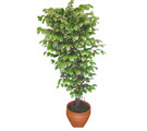 Ficus �zel Starlight 1,75 cm   Ankara K�z�lay yurti�i ve yurtd��� �i�ek sipari�i 
