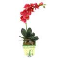Yapay Phalonepsis Pembe   K�z�lay ucuz �i�ek g�nder 