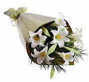 4 adet kazabllanka �i�egi   K�z�lay �i�ek�iler 