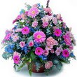 karisik mevsim kir �i�ekleri  K�z�lay �i�ek�iler 