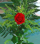 1 adet kirmizi g�l buketi   Ankara K�z�lay kaliteli taze ve ucuz �i�ekler 