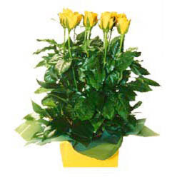 11 adet sari g�l aranjmani  K�z�lay �i�ek�i ma�azas� 