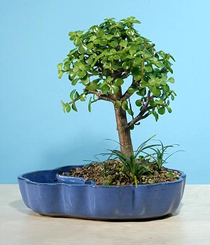  Ankara K�z�lay �nternetten �i�ek sipari�i  Bonsai 6 yas civari