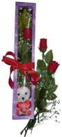  K�z�lay �i�ek ma�azas� , �i�ek�i adresleri  3 adet canli g�l ve oyuncak ayicik
