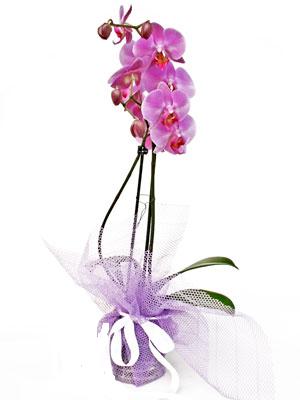  Kızılay çiçek gönderme sitemiz güvenlidir  Kaliteli ithal saksida orkide