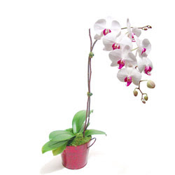  Kızılay çiçek siparişi vermek  Saksida orkide