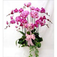  Kızılay online çiçekçi , çiçek siparişi  3 adet saksi orkide  - ithal cins -