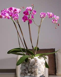  Ankara Kızılay hediye sevgilime hediye çiçek  2 dal orkide cam yada mika vazo içerisinde