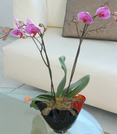  Kızılay anneler günü çiçek yolla  tek dal ikili orkide saksi çiçegi