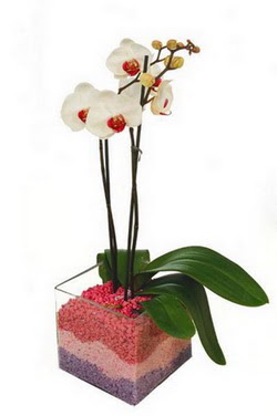  Ankara Kızılay çiçek yolla , çiçek gönder , çiçekçi   tek dal cam yada mika vazo içerisinde orkide