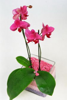  Kızılay anneler günü çiçek yolla  tek dal cam yada mika vazo içerisinde orkide