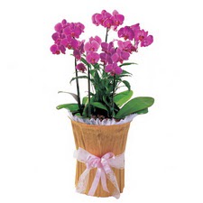  Ankara Kızılay kaliteli taze ve ucuz çiçekler  saksi iiçerisinde 3 dal orkide