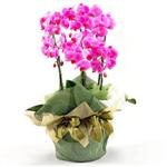  Ankara Kızılay internetten çiçek satışı  2 dal orkide , 2 köklü orkide - saksi çiçegidir