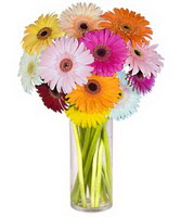  K�z�lay �i�ek ma�azas� , �i�ek�i adresleri  Farkli renklerde 15 adet gerbera �i�egi