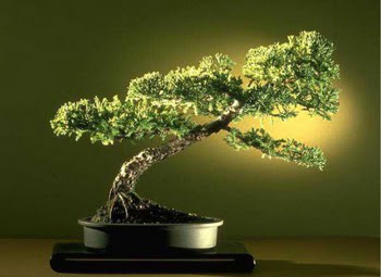 ithal bonsai saksi �i�egi  K�z�lay anneler g�n� �i�ek yolla 