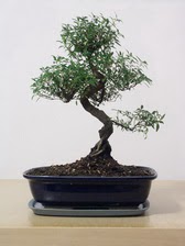 ithal bonsai saksi �i�egi  Ankara K�z�lay kaliteli taze ve ucuz �i�ekler 