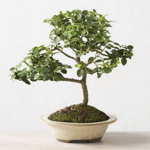 ithal bonsai saksi �i�egi  K�z�lay �i�ek g�nderme 