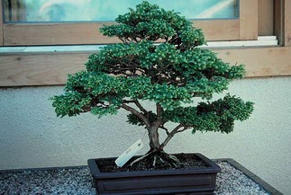 ithal bonsai saksi �i�egi  Ankara K�z�lay �nternetten �i�ek sipari�i 