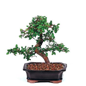 ithal bonsai saksi �i�egi  Ankara K�z�lay kaliteli taze ve ucuz �i�ekler 