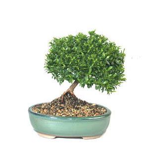 ithal bonsai saksi iegi  Kzlay online ieki , iek siparii 