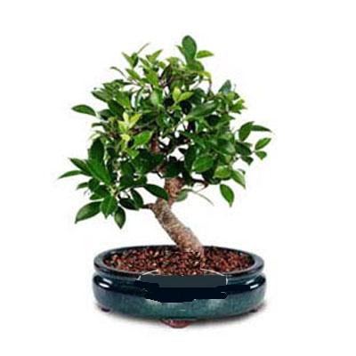 ithal bonsai saksi �i�egi  Ankara K�z�lay hediye sevgilime hediye �i�ek 
