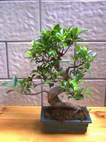 ithal bonsai saksi �i�egi  Ankara K�z�lay �i�ek yolla 