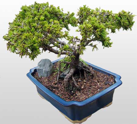 ithal bonsai saksi �i�egi  K�z�lay anneler g�n� �i�ek yolla 