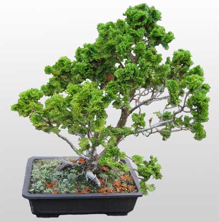 ithal bonsai saksi �i�egi  Ankara K�z�lay internetten �i�ek sat��� 