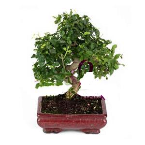 ithal bonsai saksi �i�egi  K�z�lay �i�ek g�nderme sitemiz g�venlidir 