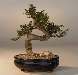 ithal bonsai saksi iegi  Ankara Kzlay nternetten iek siparii 