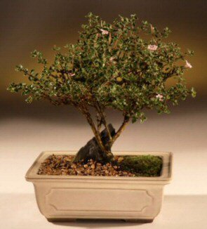 ithal bonsai saksi �i�egi  K�z�lay �i�ek sat��� 