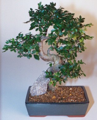  K�z�lay �i�ek�iler  ithal bonsai saksi �i�egi  Ankara K�z�lay hediye sevgilime hediye �i�ek 