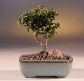  Ankara Kzlay internetten iek siparii  ithal bonsai saksi iegi  Kzlay iek online iek siparii 