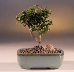  Ankara K�z�lay internetten �i�ek sipari�i  ithal bonsai saksi �i�egi  K�z�lay �i�ek online �i�ek sipari�i 