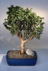  K�z�lay �i�ek sipari�i vermek  ithal bonsai saksi �i�egi  Ankara K�z�lay �i�ek servisi , �i�ek�i adresleri 