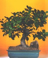  Ankara K�z�lay online �i�ek g�nderme sipari�  ithal bonsai saksi �i�egi  K�z�lay �i�ek ma�azas� , �i�ek�i adresleri 