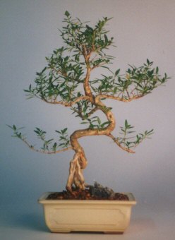  K�z�lay cicek , cicekci  ithal bonsai saksi �i�egi  Ankara K�z�lay kaliteli taze ve ucuz �i�ekler 
