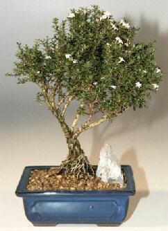  Ankara K�z�lay cicekciler , cicek siparisi  ithal bonsai saksi �i�egi  Ankara K�z�lay g�venli kaliteli h�zl� �i�ek 