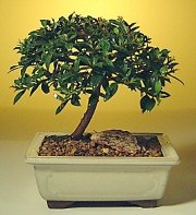  K�z�lay uluslararas� �i�ek g�nderme  ithal bonsai saksi �i�egi  Ankara K�z�lay yurti�i ve yurtd��� �i�ek sipari�i 