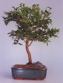  K�z�lay uluslararas� �i�ek g�nderme  ithal bonsai saksi �i�egi  K�z�lay �i�ek g�nderme sitemiz g�venlidir 
