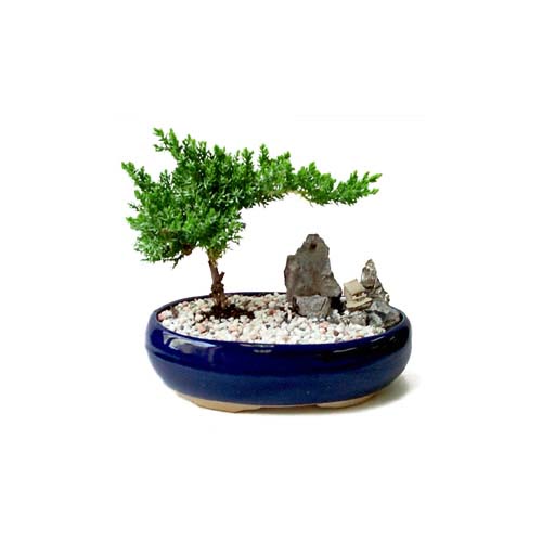 ithal bonsai saksi �i�egi  K�z�lay �i�ek sipari�i vermek 