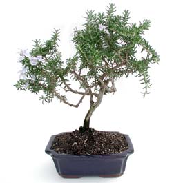 ithal bonsai saksi iegi  Ankara Kzlay online iek gnderme sipari 
