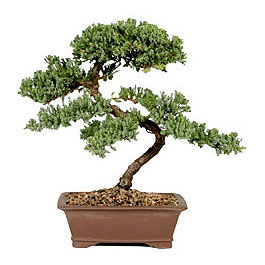 ithal bonsai saksi �i�egi  K�z�lay �i�ek�iler 