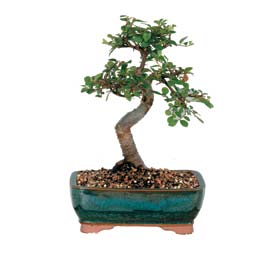  Ankara K�z�lay 14 �ubat sevgililer g�n� �i�ek  ithal bonsai saksi �i�egi  K�z�lay �i�ek�iler 