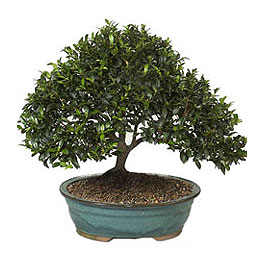  K�z�lay uluslararas� �i�ek g�nderme  ithal bonsai saksi �i�egi  K�z�lay �i�ek�iler 